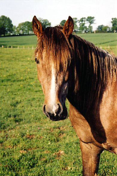 ARABE BARBE D'ENDURANCE